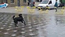 Questo cane è felicissimo e si diverte un mondo a giocare con gli spruzzi della fontana.