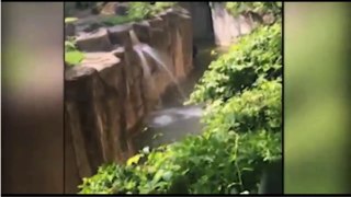 Gorilla grabs child who's fallen into habitat at Cincinnati Zoo