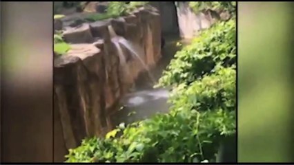 Gorilla grabs child who's fallen into habitat at Cincinnati Zoo