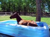 Un cavallo adora la piscina dei bambini e si diverte un mondo.