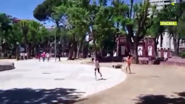 Un video da brividi: un toro scappa dalla corrida e la polizia lo uccide, mentre il torero si fa un selfie.