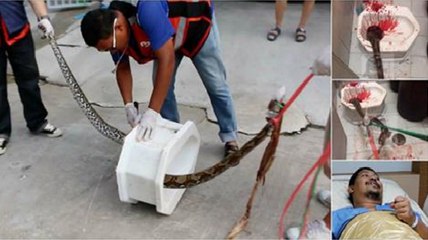 Cobra de 4 metros mordeu pénis de homem quando estava sentado na sanita