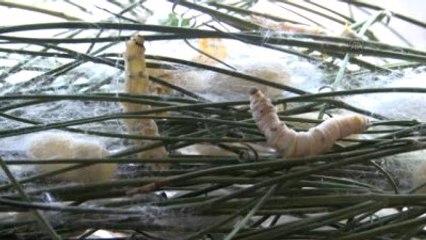 Hatay Sarısı" Yeniden Canlanacak