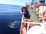 In Russia la scoperta di un  calamaro gigante