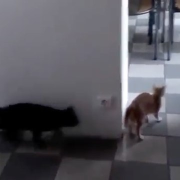 Des chats qui jouent à cache-cache !