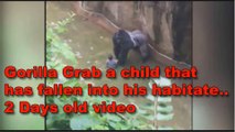Gorilla Grabs Child Who's Fallen into His Habitat