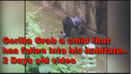 Gorilla Grabs Child Who's Fallen into His Habitat