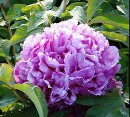 Track-اناشيد اسلامية