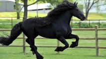 Tutti Lo Considerano Il Cavallo Più Bello Del Mondo: La Sua Eleganza è Indescrivibile