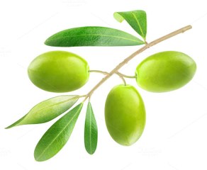 How to Take Olives from Tree