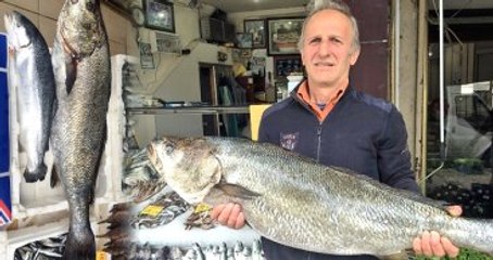 Akçakoca'da Büyük Taş Balığı Yakalandı, Görenler İnanamadı