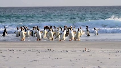Sea lion chasing penguin