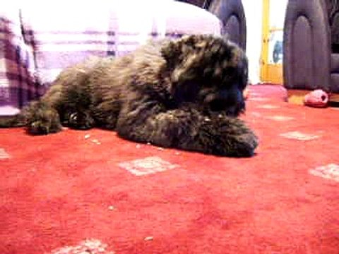 Bouvier Des Flandres Puppy Jorge at 15 1/2 weeks.
