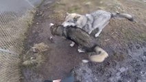 Profonde affection de ces deux chien loups pour leur dresseuse