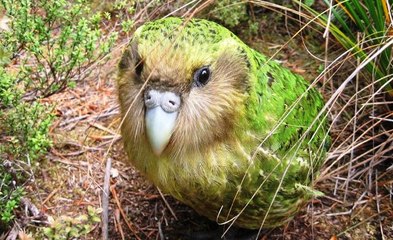 Dünya'nın Uçamayan Tek Papağanı | Kakapo Kuşu