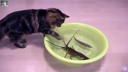 video hewan lucu  kucing dan lobster part 1