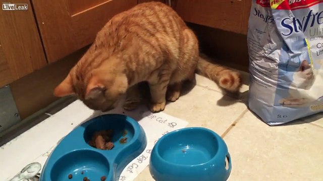 Un chat mange comme un humain