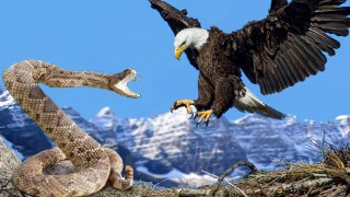 Eagle Attack on Snake Letest Video 2016