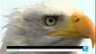 Drones: Dutch police training eagles to intercept drones