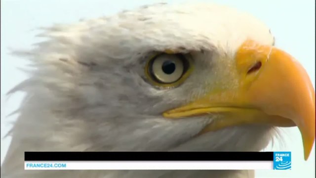 Drones: Dutch police training eagles to intercept drones
