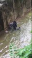 Un enfant chute dans l'enclos d'un gorille