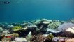 Environment: mass coral breaching casts shadow over future of Great Barrier Reef