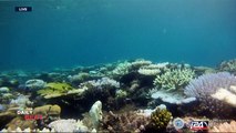 Environment: mass coral breaching casts shadow over future of Great Barrier Reef