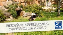 Bientôt un bébé panda au zoo de beauval ?