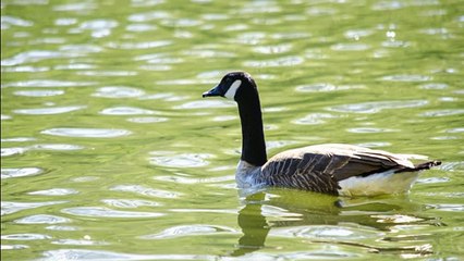 Geese Goose Noise Sound Effects