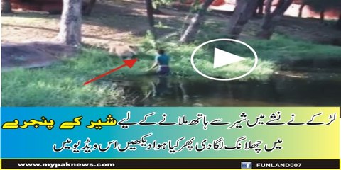 Drunk man jump in front of lion