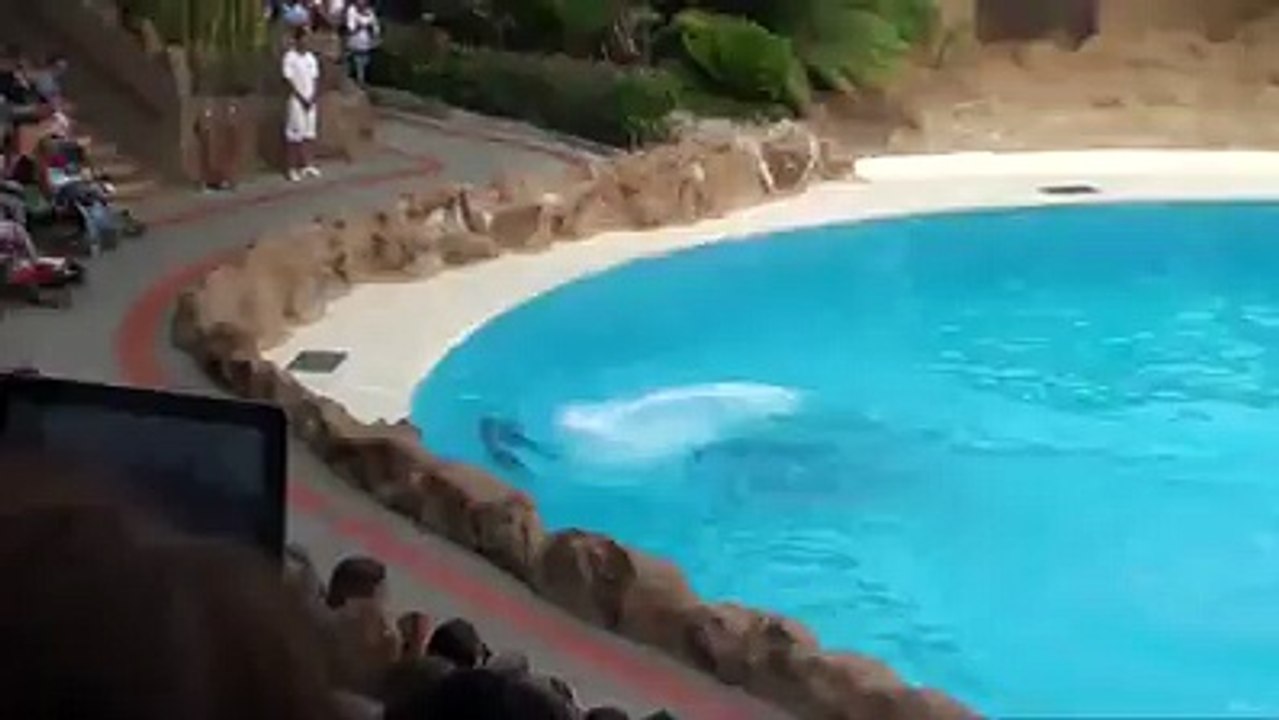 lovely dolphins