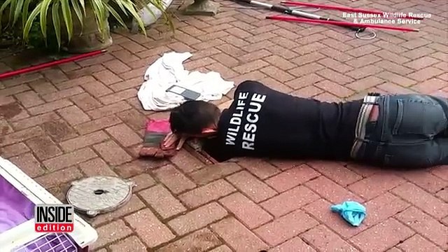 Mamma Volpe osserva di nascosto il salvataggio del suo piccolo: quello che accade dopo è fantastico!