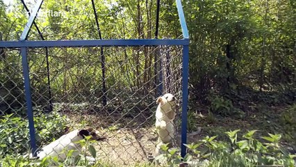 Cute puppy escapes from her cage