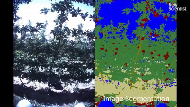 Des fermiers utilisent des robots pour garder leur troupeau