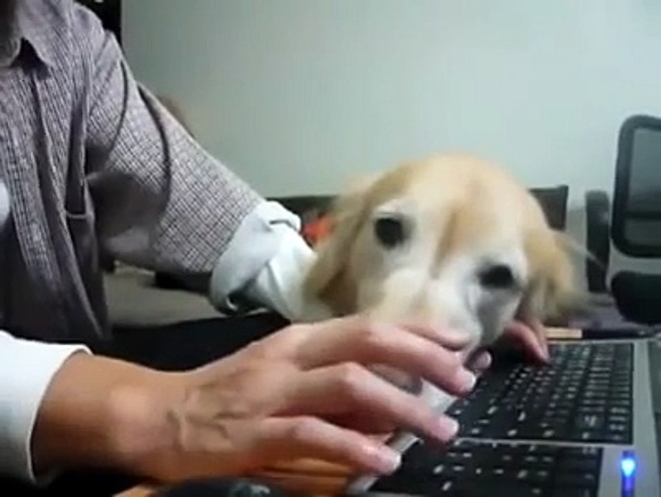 Do not let the dog owner Internet