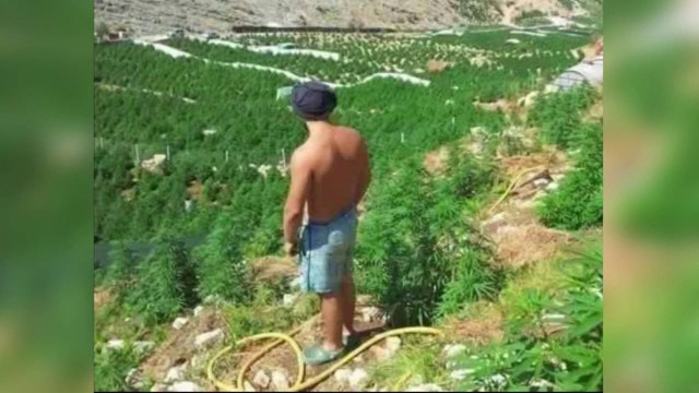 Kanabisi, luftë me foto. Tahiri i përgjigjet Berishës - Top Channel Albania - News - Lajme