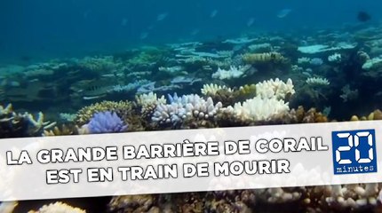 La Grande barrière de corail est en train de mourir