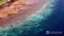 Australie: hécatombe de coraux sur la Grande barrière