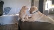 Cat and Dog Play Fight, Dog Pretends to Eat Cat