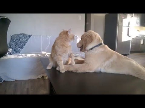 Cat and Dog Play Fight, Dog Pretends to Eat Cat