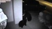 Trespassing Bears Caught on Camera