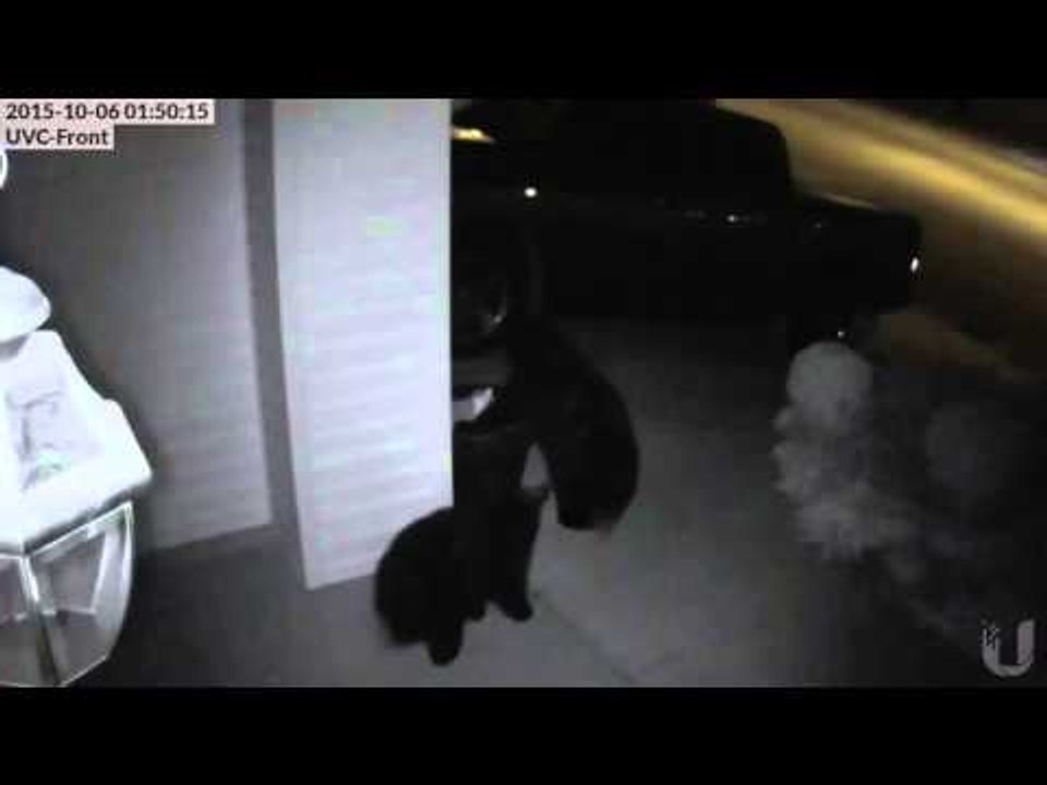 Trespassing Bears Caught on Camera