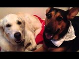 Two Affectionate Dogs Shower Each Other With Kisses