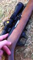 Shooting red squirrel with my ruger 10/22