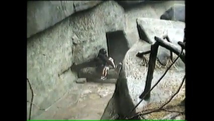 Brookfield Zoo gorilla rescues little boy who fell into the ape pit in 1996
