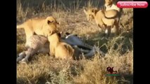 Most Amazing Animal Attacks - When Animal Prey Fights Back - Biggest wild animal fights – Betty