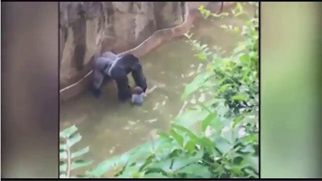 Harambe a 400 pound Gorilla grabs child who's fallen into habitat at Cincinnati Zoo