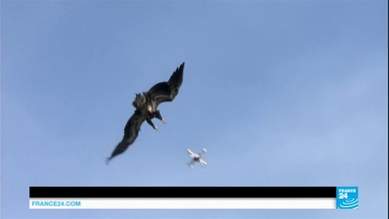 Police training eagles to capture drones in Netherlands