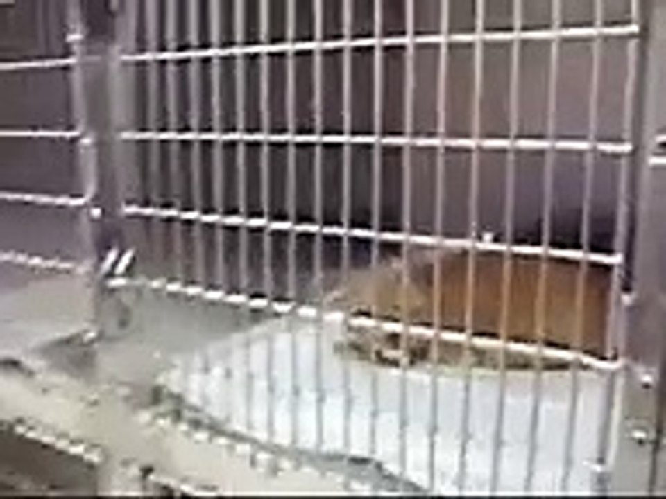 Un chat énervé