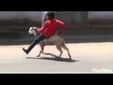 Craziest People In The World - Funny Whatsapp Video | WhatsApp Video Funny | Funny Fails | Viral Video